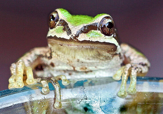 Nature Photograph - Tree Frog by Jean Noren