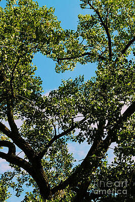 Sky Wall Art featuring the photograph Tree Heart by William Norton