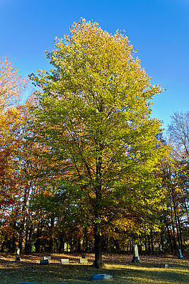 Tree Wall Art featuring the photograph Tree In The Cemetery by Jonny D