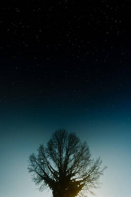 Tree Wall Art featuring the photograph Tree In The Night by Jonny D