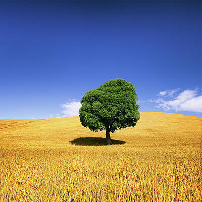 Wall Art featuring the photograph Tree In Weat Field by Deimagine
