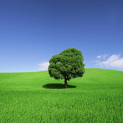 Wall Art featuring the photograph Tree In Weat Field, Spring by Deimagine