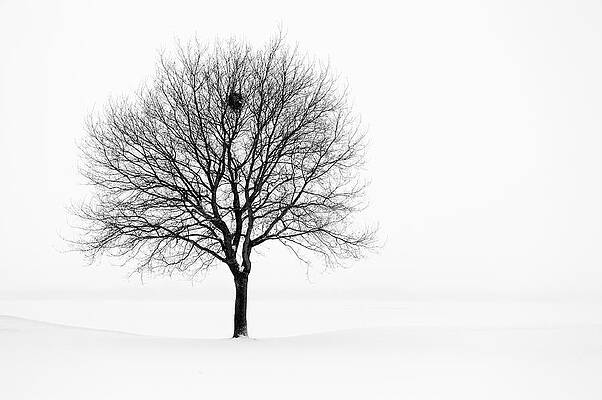 Solitary Tree in Snowy Landscape Wall Art