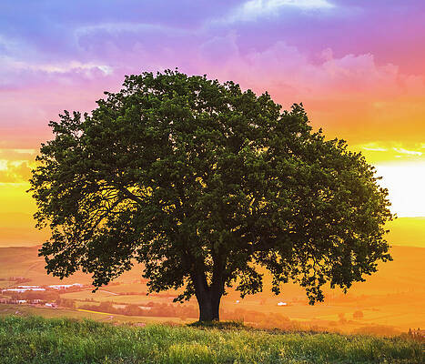 Sunset Tree Overlooking Countryside Wall Art