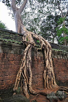 Tree Wall Art featuring the photograph Tree Roots On Ruins At Angkor Wat by Sami Sarkis Photography