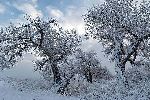 Sky Wall Art featuring the photograph Tree Shapes Against A Wintry Sky by Cascade Colors