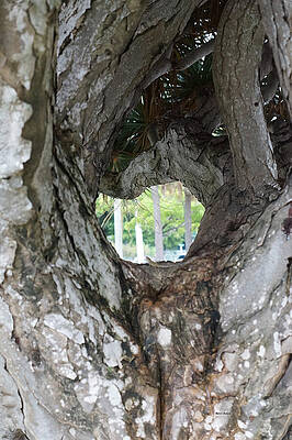 Nature Wall Art featuring the photograph Tree View by Rafael Salazar