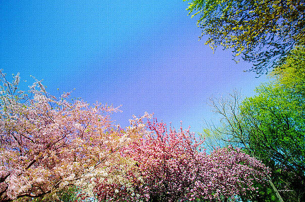 Color Photograph - Trees Around by Crystal Wightman