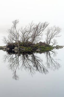 Minimalist Wall Art featuring the photograph Trees In The Mist by Grant Glendinning