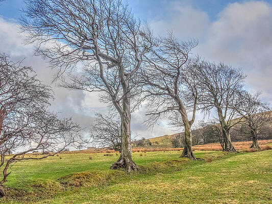 Country Wall Art featuring the photograph Trees In The Wind by Sue Leonard
