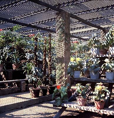Shade Wall Art featuring the photograph Trellis In A Greenhouse by Horst P. Horst