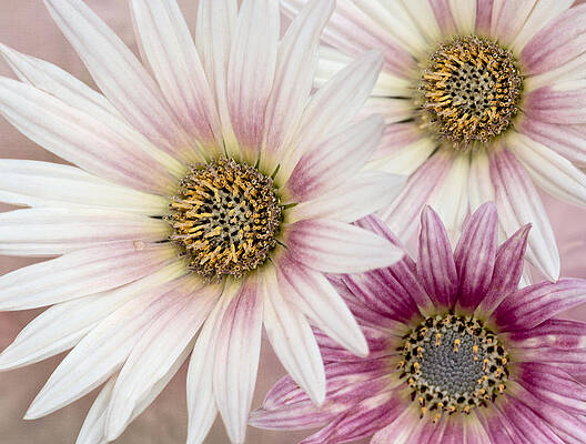 Summer Photograph - Tres Margaritas by Susan Candelario