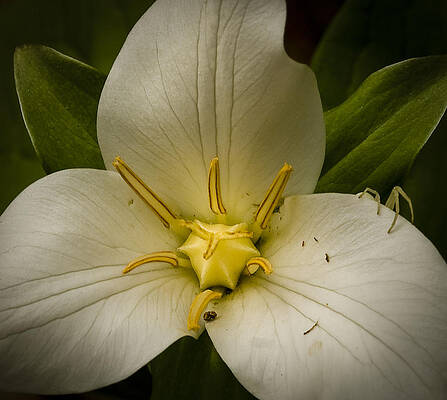 Wild Wall Art featuring the photograph Trillium With Spider by Jean Noren