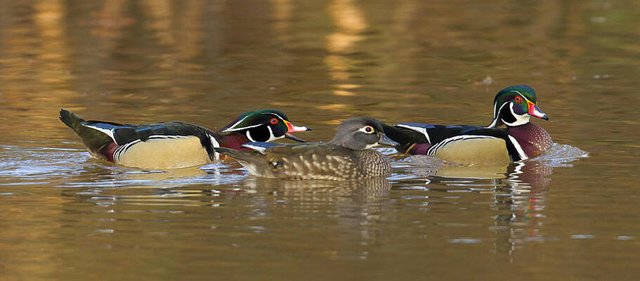 Photograph - Trio by Jim E Johnson