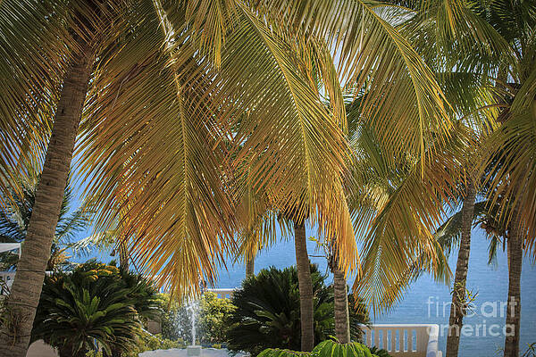 Puerto Rico Wall Art featuring the photograph Tropical Afternoon by Mary Lou Chmura