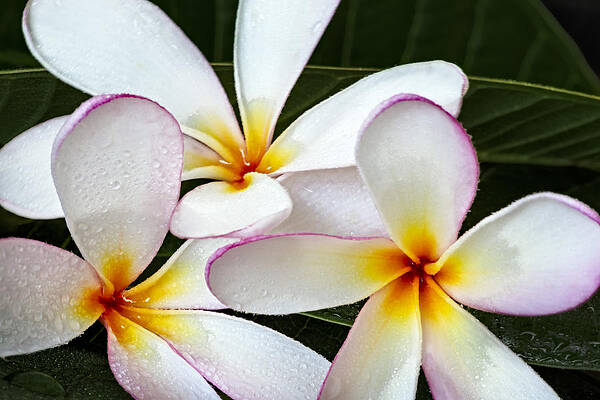 Flower Photograph - Tropical Maui Plumeria by Susan Candelario