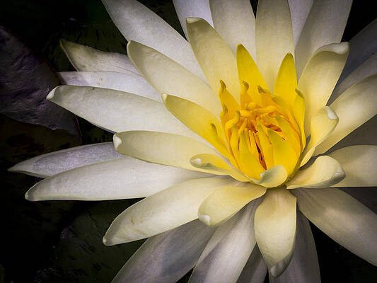 Water Wall Art featuring the photograph Tropical White Water Lily by Jean Noren