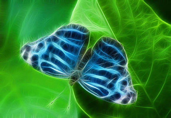 Wall Art featuring the photograph True Blue by Joann Copeland-Paul