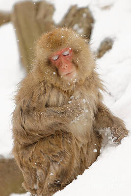 Winter Photograph - Truly Touched by Natural Focal Point Photography