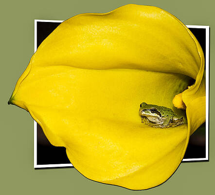 Wild Wall Art featuring the photograph Trumpet Tongue OOF by Jean Noren