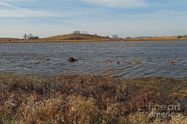 Marsh Photograph - Trumpeter Swan On Goose Pond by Natural Focal Point Photography