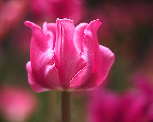 Wall Art featuring the photograph Tulip At Attention by Rona Black