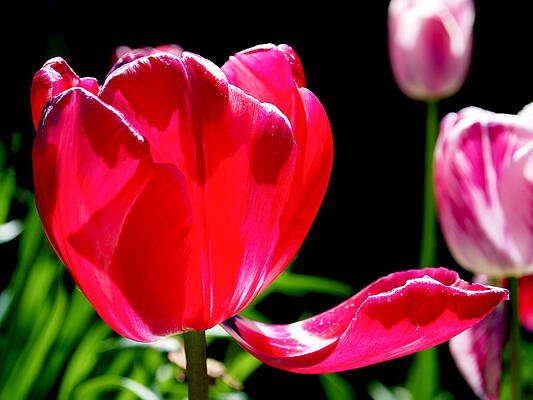 Bold Wall Art featuring the photograph Tulip Extended by Rona Black
