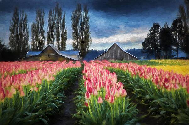 Flower Photograph - Tulip Farm by Mary Jo Allen