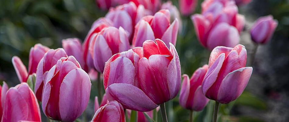 Natural Photograph - Tulip Field by Mary Jo Allen