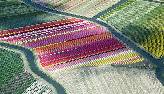 Colorful Tulip Fields from Above Wall Art