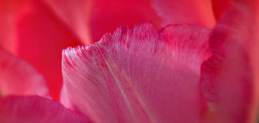 Natural Photograph - Tulip Petal Curl by Mary Jo Allen