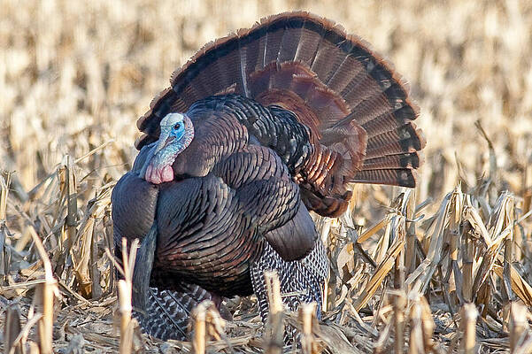 Wisconsin Photograph - Turkey In Fitchburg Wisconsin by Natural Focal Point Photography