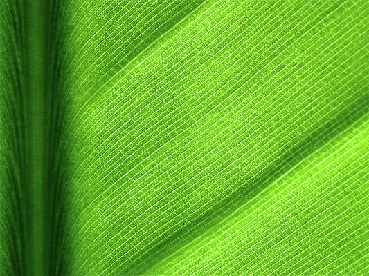 Wall Art featuring the photograph Turning A New Leaf by Rona Black