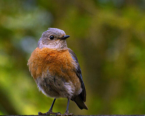 Bird Wall Art featuring the photograph Turning Bluebird by Jean Noren