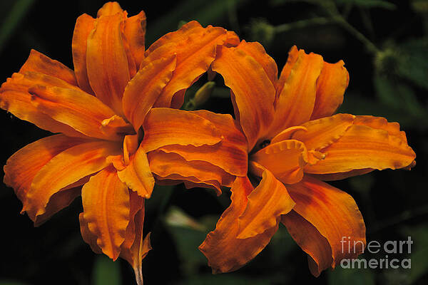 Spring Wall Art featuring the photograph Twin Daylillies by William Norton