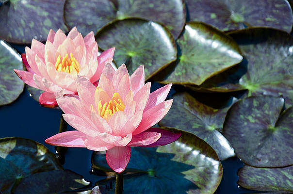 Love Photograph - Two Pink Waterlilies by Crystal Wightman