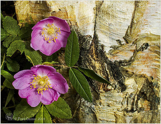 Photograph - Twin Wild Roses by Fred Denner