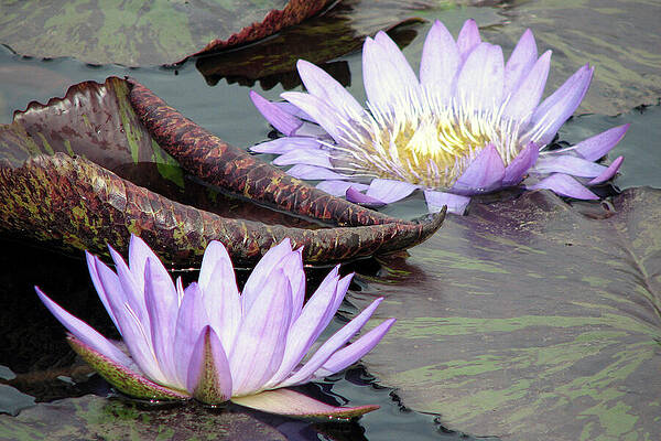 Wall Art featuring the photograph Twins by Rick Locke - Out of the Corner of My Eye