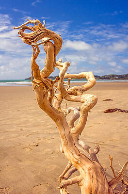 Beach Photograph - Twisted by Nicholas Blackwell