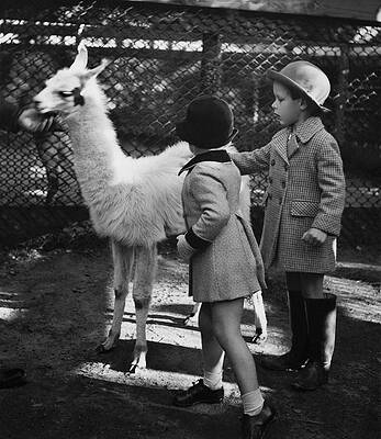 6 Wall Art featuring the photograph Two Children Patting A Llama by Remie Lohse