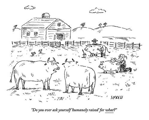 Farm Wall Art featuring the drawing Two Cows On A Farm Talking by David Sipress