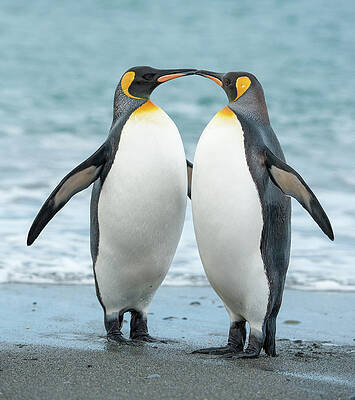 Penguins Wall Art - Photos.com