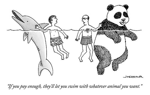 Humorous Swim with Dolphin and Panda Wall Art