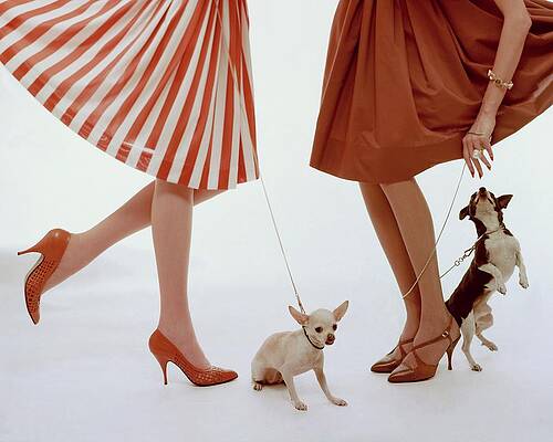 Chic Women Walking Small Dogs Photograph