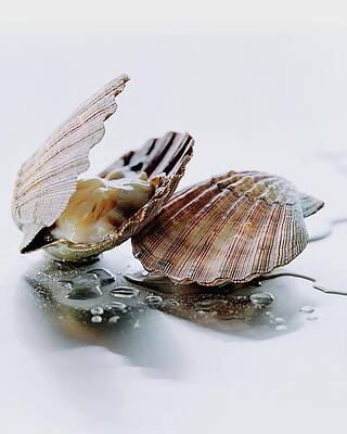 Elegantly Opened Seashell Photograph