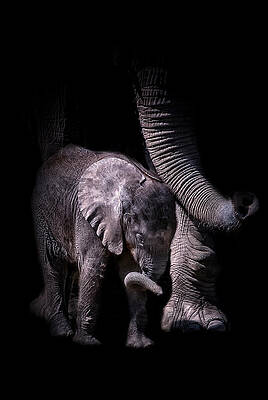 Wall Art featuring the photograph Two Trunks by Ghostwinds Photography