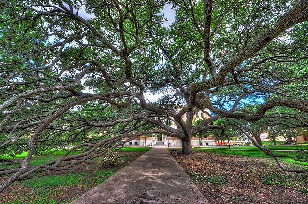 Majestic Sprawling Oak Tree Wall Art