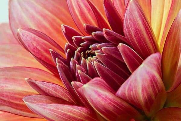 Delicate Photograph - Uplifting 2 by Mary Jo Allen