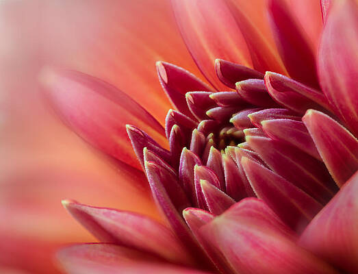 Flower Photograph - Uplifting by Mary Jo Allen