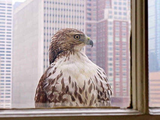 Wall Art featuring the photograph Urban Red-tailed Hawk by Rona Black